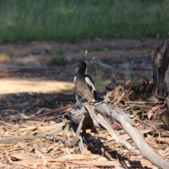 Gymnorhina tibicen at Hughes, ACT - 10 Nov 2020