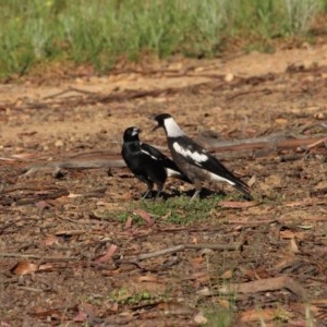 Gymnorhina tibicen at Hughes, ACT - 10 Nov 2020