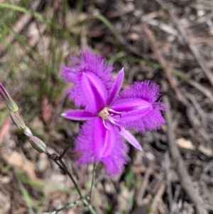 Thysanotus tuberosus subsp. tuberosus at O'Connor, ACT - 14 Nov 2020 12:21 AM