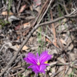 Thysanotus tuberosus subsp. tuberosus at O'Connor, ACT - 14 Nov 2020 12:21 AM