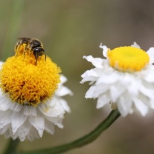 Lasioglossum (Chilalictus) sp. (genus & subgenus) at Acton, ACT - 13 Nov 2020