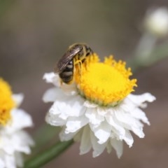 Lasioglossum (Chilalictus) sp. (genus & subgenus) at Acton, ACT - 13 Nov 2020