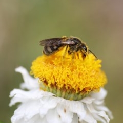 Lasioglossum (Chilalictus) sp. (genus & subgenus) at Acton, ACT - 13 Nov 2020