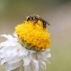 Lasioglossum (Chilalictus) sp. (genus & subgenus) at Acton, ACT - 13 Nov 2020