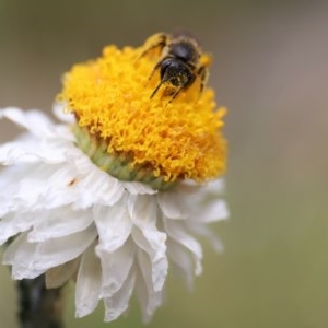 Lasioglossum (Chilalictus) sp. (genus & subgenus) at Acton, ACT - 13 Nov 2020