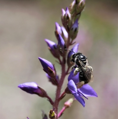 Lasioglossum (Chilalictus) sp. (genus & subgenus) (Halictid bee) at ANBG - 13 Nov 2020 by HelenBoronia