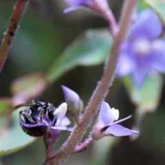 Lasioglossum (Chilalictus) sp. (genus & subgenus) at Acton, ACT - 13 Nov 2020 02:30 PM