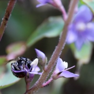 Lasioglossum (Chilalictus) sp. (genus & subgenus) at Acton, ACT - 13 Nov 2020