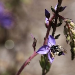 Lasioglossum (Chilalictus) sp. (genus & subgenus) at Acton, ACT - 13 Nov 2020 02:30 PM