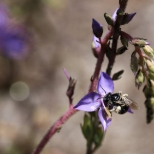 Lasioglossum (Chilalictus) sp. (genus & subgenus) at Acton, ACT - 13 Nov 2020