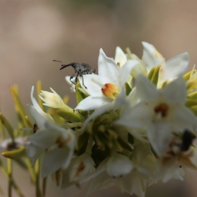 Meriphus fullo (Flower Weevil) at Acton, ACT - 13 Nov 2020 by HelenBoronia