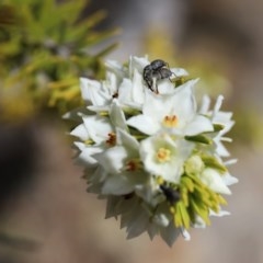 Meriphus fullo at Acton, ACT - 13 Nov 2020