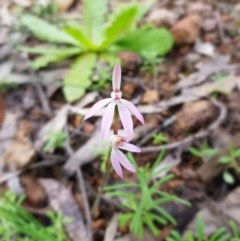 Caladenia carnea (Pink Fingers) at Coree, ACT - 20 Sep 2020 by byomonkey