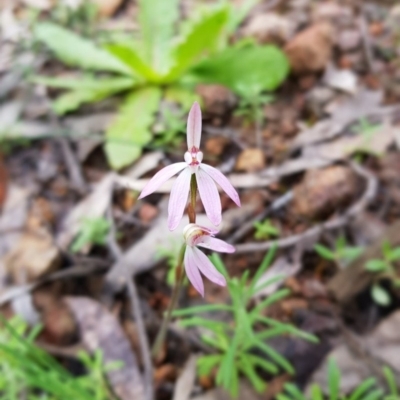 Caladenia carnea (Pink Fingers) at Cotter Reserve - 20 Sep 2020 by byomonkey