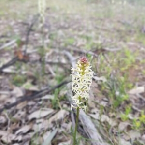 Stackhousia monogyna at Symonston, ACT - 27 Sep 2020 03:46 PM