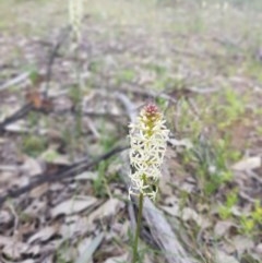 Stackhousia monogyna (Creamy Candles) at Symonston, ACT - 27 Sep 2020 by byomonkey