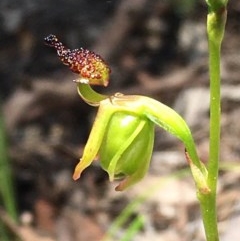 Caleana minor (Small Duck Orchid) at Black Mountain - 14 Nov 2020 by Wen