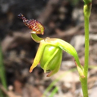 Caleana minor (Small Duck Orchid) at Downer, ACT - 14 Nov 2020 by Wen