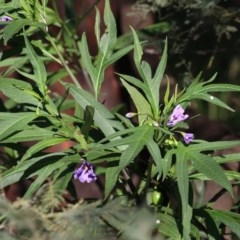 Solanum sp. (Tomato) at Wonga Wetlands - 13 Nov 2020 by Kyliegw