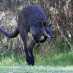 Wallabia bicolor (Swamp Wallaby) at Wonga Wetlands - 13 Nov 2020 by Kyliegw