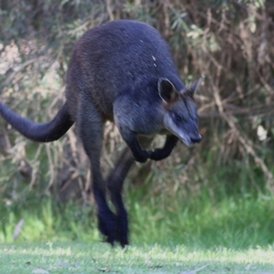 Wallabia bicolor (Swamp Wallaby) at Wonga Wetlands - 13 Nov 2020 by Kyliegw