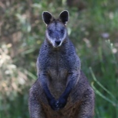 Wallabia bicolor at Albury - 14 Nov 2020 06:45 AM