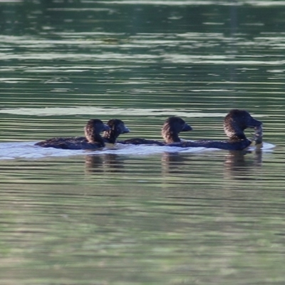 Biziura lobata (Musk Duck) at Albury - 13 Nov 2020 by Kyliegw