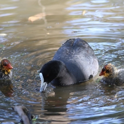 Fulica atra (Eurasian Coot) at Wonga Wetlands - 13 Nov 2020 by Kyliegw