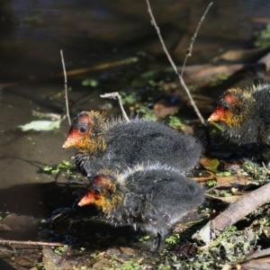 Fulica atra at Splitters Creek, NSW - 14 Nov 2020