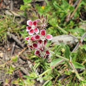 Silene gallica at Wyndham, NSW - 13 Nov 2020