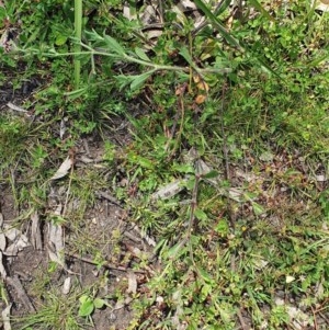 Silene gallica at Wyndham, NSW - 13 Nov 2020 11:46 AM