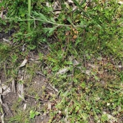 Silene gallica at Wyndham, NSW - 13 Nov 2020