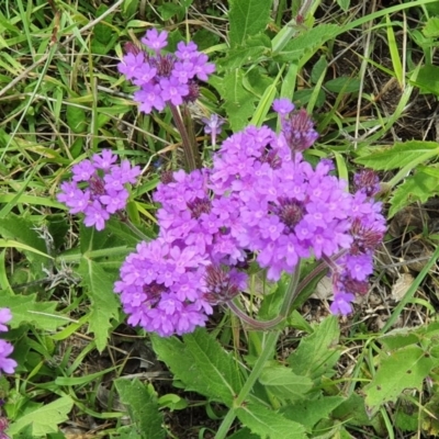 Verbena rigida (Veined Verbena) at Wyndham, NSW - 13 Nov 2020 by JoyGeorgeson