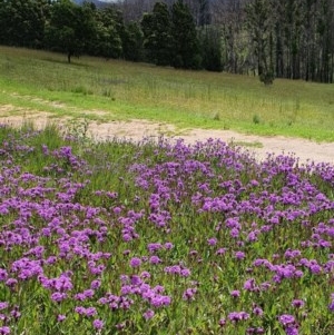 Verbena rigida at Wyndham, NSW - 13 Nov 2020 01:49 PM