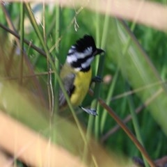 Falcunculus frontatus (Eastern Shrike-tit) at Albury - 14 Nov 2020 by KylieWaldon