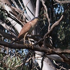 Nycticorax caledonicus (Nankeen Night-Heron) at Albury - 13 Nov 2020 by Kyliegw