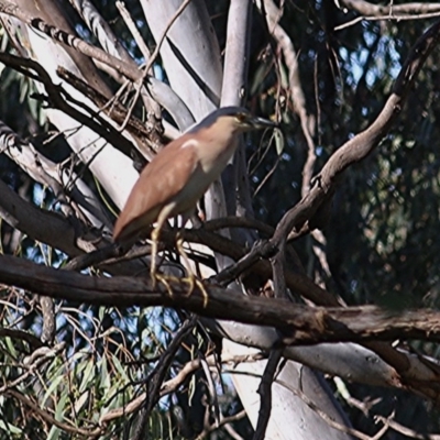 Nycticorax caledonicus (Nankeen Night-Heron) at Splitters Creek, NSW - 13 Nov 2020 by Kyliegw