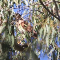 Nycticorax caledonicus at Albury - 14 Nov 2020 07:20 AM