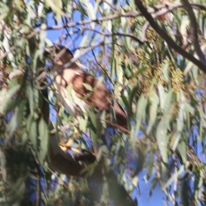 Nycticorax caledonicus at Albury - 14 Nov 2020 07:20 AM