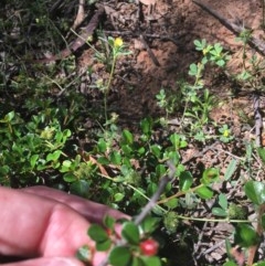 Cotoneaster microphyllus (Cotoneaster) at O'Malley, ACT - 14 Nov 2020 by Tapirlord