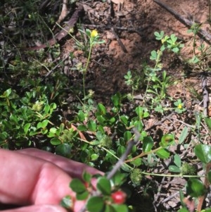 Cotoneaster microphyllus at O'Malley, ACT - 14 Nov 2020