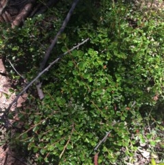 Cotoneaster microphyllus at O'Malley, ACT - 14 Nov 2020