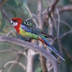 Platycercus eximius (Eastern Rosella) at Albury - 14 Nov 2020 by KylieWaldon