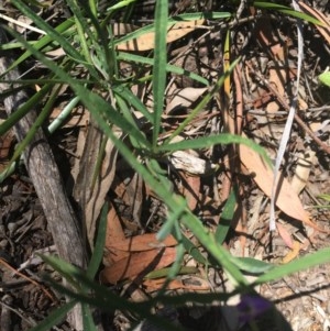 Glycine clandestina at O'Malley, ACT - 14 Nov 2020 03:27 PM