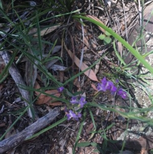 Glycine clandestina at O'Malley, ACT - 14 Nov 2020 03:27 PM