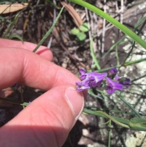 Glycine clandestina at O'Malley, ACT - 14 Nov 2020 03:27 PM