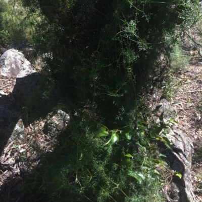 Clematis leptophylla (Small-leaf Clematis, Old Man's Beard) at O'Malley, ACT - 14 Nov 2020 by Tapirlord