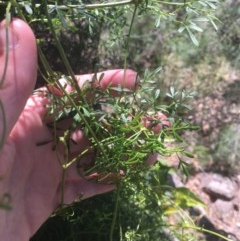 Clematis leptophylla at O'Malley, ACT - 14 Nov 2020