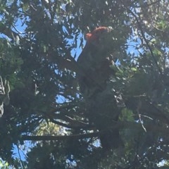 Callocephalon fimbriatum at O'Malley, ACT - 14 Nov 2020