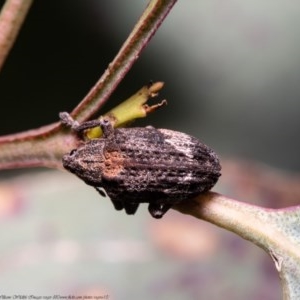 Oxyops fasciatus at Holt, ACT - 10 Nov 2020